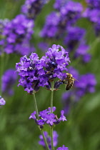 Lavender, Lavandula augustifolia.