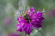 Love-in-a-mist, Nigella damascena 'Persian Jewels'.