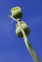 Poppy, Opium poppy, Papaver somniferum.