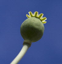 Poppy, Opium poppy, Papaver somniferum.