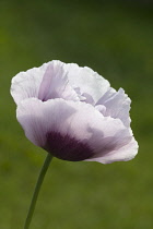 Poppy, Opium poppy, Papaver somniferum.