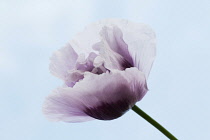 Poppy, Opium poppy, Papaver somniferum.