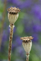 PoppyOrientalpoppy, Papaver orientale.