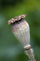 PoppyOrientalpoppy, Papaver orientale.