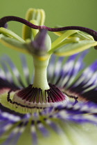 Passion flower, Passiflora caerulea.