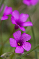 Phlox, Phlox douglasii Crackerjack.