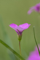 Phlox, Phlox douglasii Crackerjack.