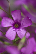 Phlox, Phlox douglasii Crackerjack.