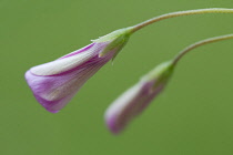 Phlox, Phlox douglasii Crackerjack.