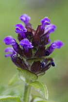 Selfheal, Prunella vulgaris.