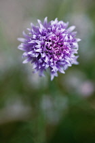 Chive, Allium schoenoprasum.