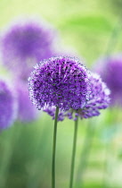 Allium, Allium aflatunense 'Purple Sensation'.