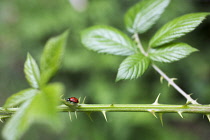 Blackberry, Rubus fruticosus.