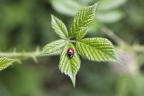 Blackberry, Rubus fruticosus.