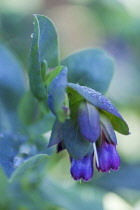 Cerinthe, Cerinthe 'Blue Kiwi'.