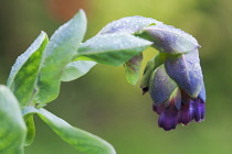 Cerinthe, Cerinthe 'Blue Kiwi'.