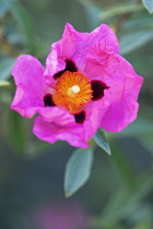 Rockrose, Cistus purpureus.