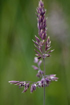Grass, Cocksfoot grass, Dactylis glomerata.