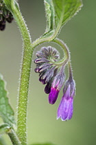 Comfrey, Symphytum officinale.