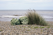 Sea-kale, Crambe maritima.