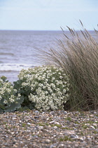 Sea-kale, Crambe maritima.