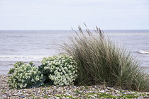 Sea-kale, Crambe maritima.