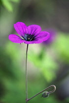 Geranium, Madiera Cranesbill, Geranium maderense.