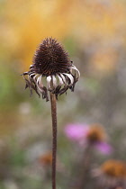 Echinacea, Purple coneflower, Echinacea purpurea.