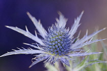 Sea Holly, Eryngium x oliverianum.