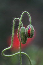 Poppy, Papaver rhoeas.