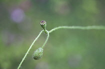 Poppy, Papaver rhoeas.