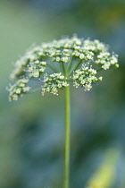 Parsley, Flat leaf parsley, Petroselinum neapolitanum.