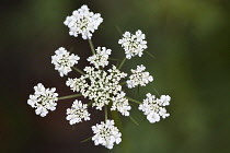 Parsley, Flat leaf parsley, Petroselinum neapolitanum.