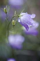 Harebell, Campanula rotundifolia.