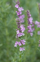 Hyssop, Hyssopus officinalis.