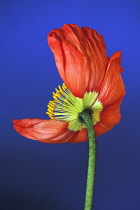 Poppy, Papaver nudicaule, Icelandic poppy, Papaver croceum.