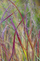 Grass, Red grass, Imperata cylindrica 'Rubra'.