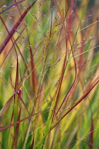 Grass, Red grass, Imperata cylindrica 'Rubra'.
