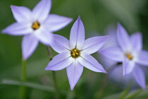 Ipheion, Ipheion uniflorum.