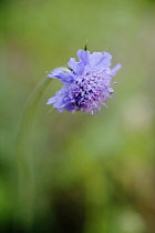 Scabious, Field scabious, Knautia arvensis.