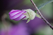 Treemallow, Lavatera x clementii 'Rosea'.