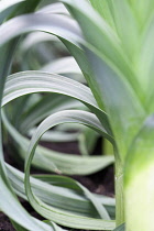 Leek, Allium ampeloprasum.