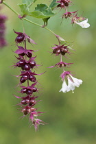 Himalayanhoneysuckle, Leycesteria formosa.