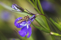 Lobelia, Lobelia erinus Sapphire'.