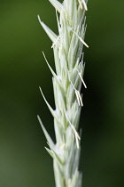 Lymegrass, Elymus arenarius.