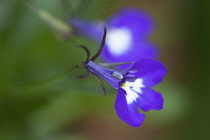 Lobelia, Lobelia erinus Sapphire'.