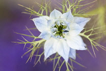 Love-in-a-mist, Nigella damascena 'Persian Jewels'.