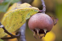 Medlar, Mespilus germanica.