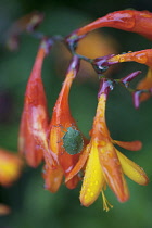 Montbretia, Crocosmia x crocosmiiflora.