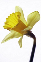 Daffodil, Narcissus pseudonarcissus.